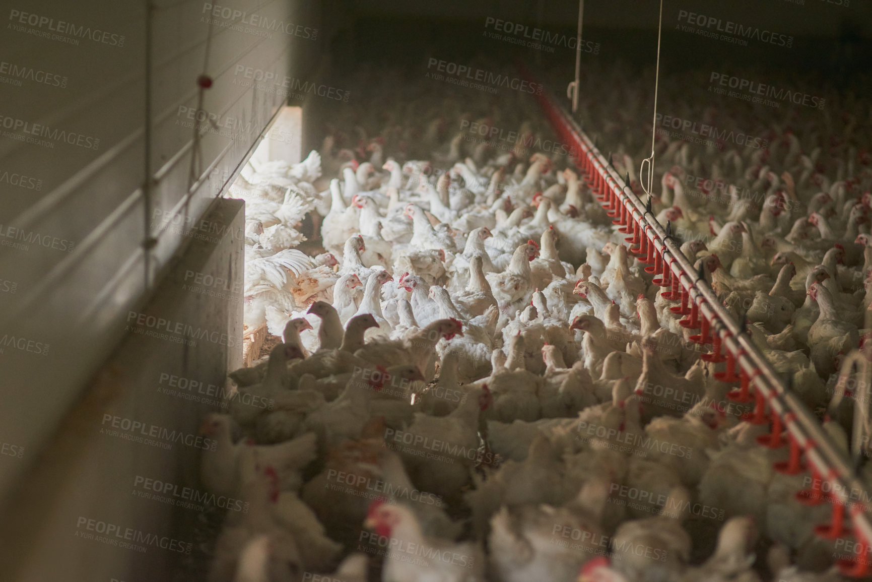 Buy stock photo Shot of a large flock of chicken hens all together in a big warehouse on a farm