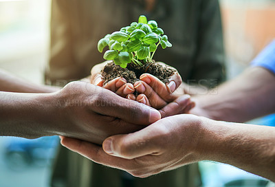 Buy stock photo Teamwork and growth with a plant in the hands of a group or team of eco people for agriculture and collaboration in a green business. Diverse people holding a growing sprout in a startup company