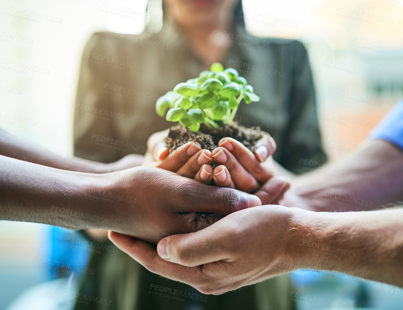 Buy stock photo Growth, teamwork and plant in hands of eco group of people for agriculture and collaboration in a sustainable green business. Diverse people holding and supporting a sprout in soil in growing startup