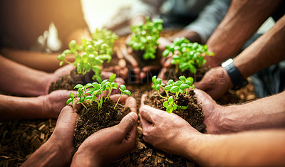 Buy stock photo Teamwork and growth with plants in the hands of a group or team of eco people for agriculture and collaboration in a green business. Diverse people holding growing sprouts in a startup company