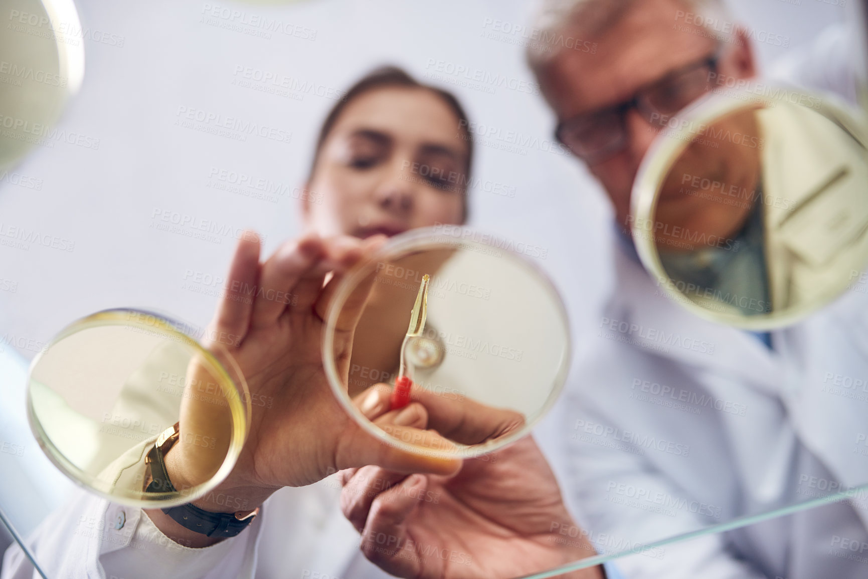 Buy stock photo Sample, science and teamwork with people in laboratory from below for innovation or research. Breakthrough, discovery or petri dish with man and woman scientist at work for experiment or vaccine