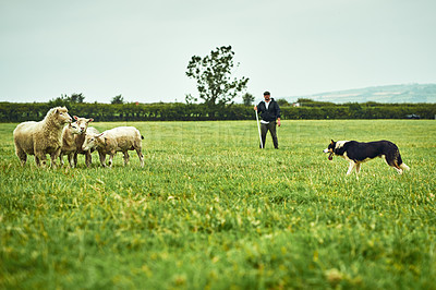 Buy stock photo Wide shot of a focused young farmer looking at his dog facing off with tree sheep on a open green field on a farm