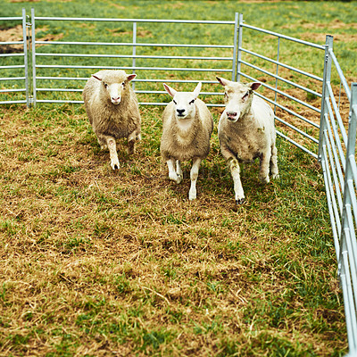 Buy stock photo Shot of three confused looking sheep running together in a pen after being chased by a dog outside during the day