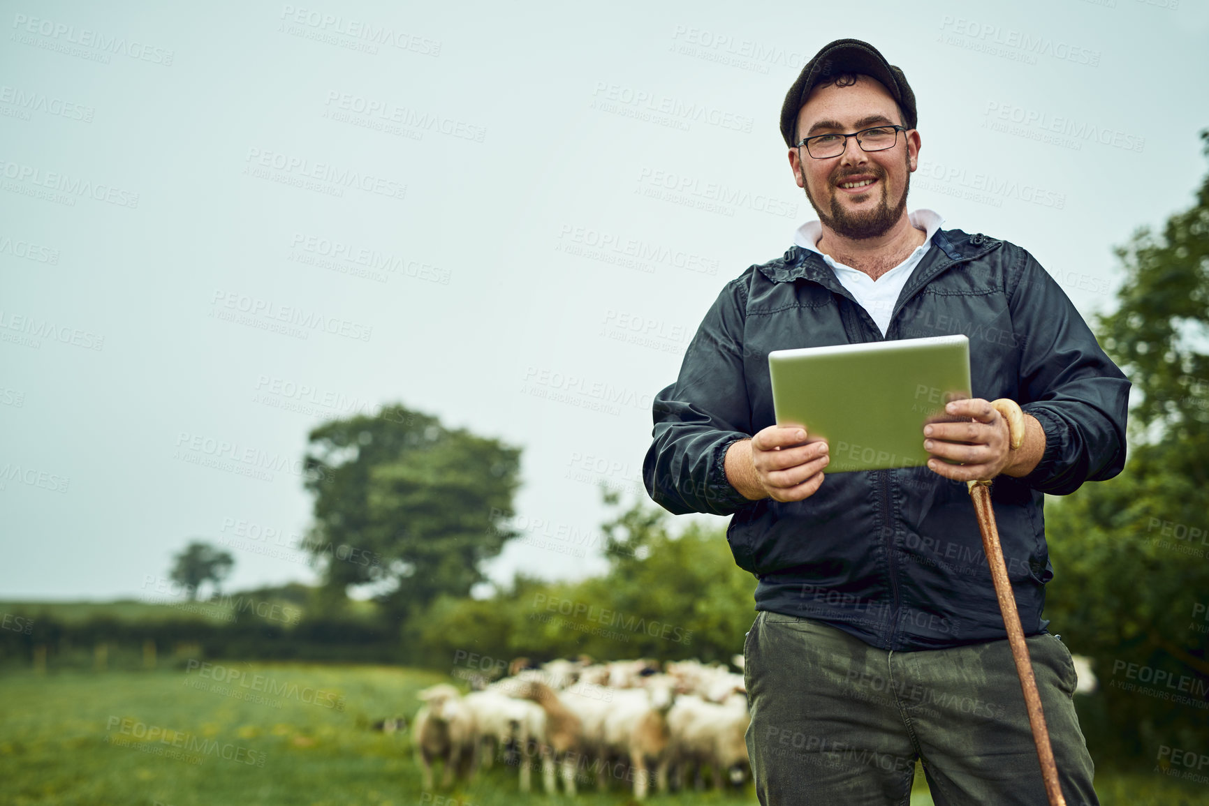 Buy stock photo Portrait of a cheerful young farmer standing with a digital tablet and cane while a flock of sheep grazes in the background