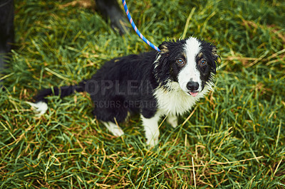 Buy stock photo Portrait of a cute little sheepdog puppy sitting on grass while tied up with a leash outside during the day
