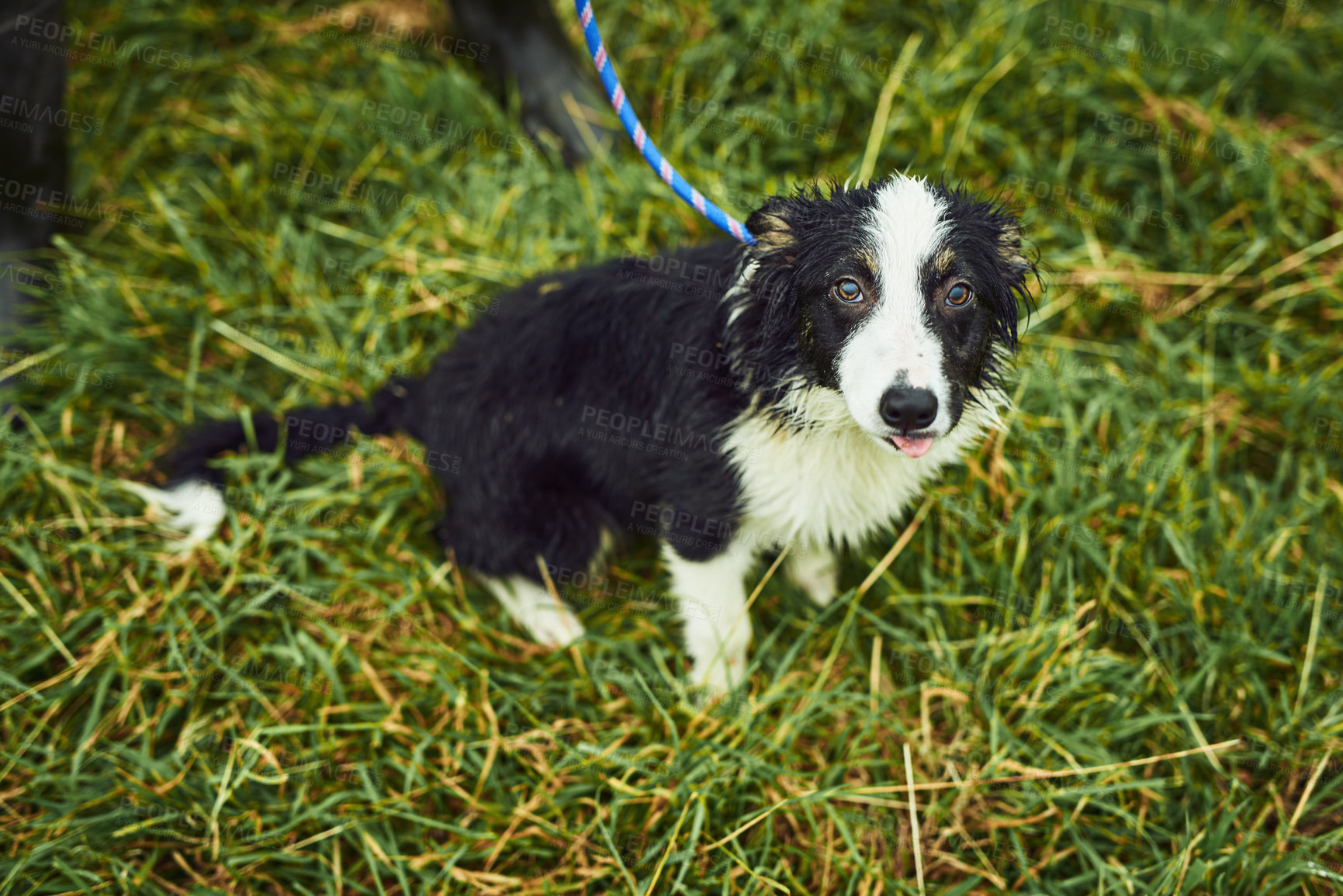 Buy stock photo Animal, portrait and dog on leash outdoor for morning walk, companion or resting on lawn in nature. Puppy, pet and relax on grass in park for exercise, workout and wellness for protection or security