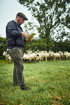 Buy stock photo Shot of a focused young farmer standing with a digital tablet while a flock of sheep grazes in the background