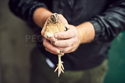 Buy stock photo Shot of a unrecognizable person's hands holding a chicken outside on a farm during the day