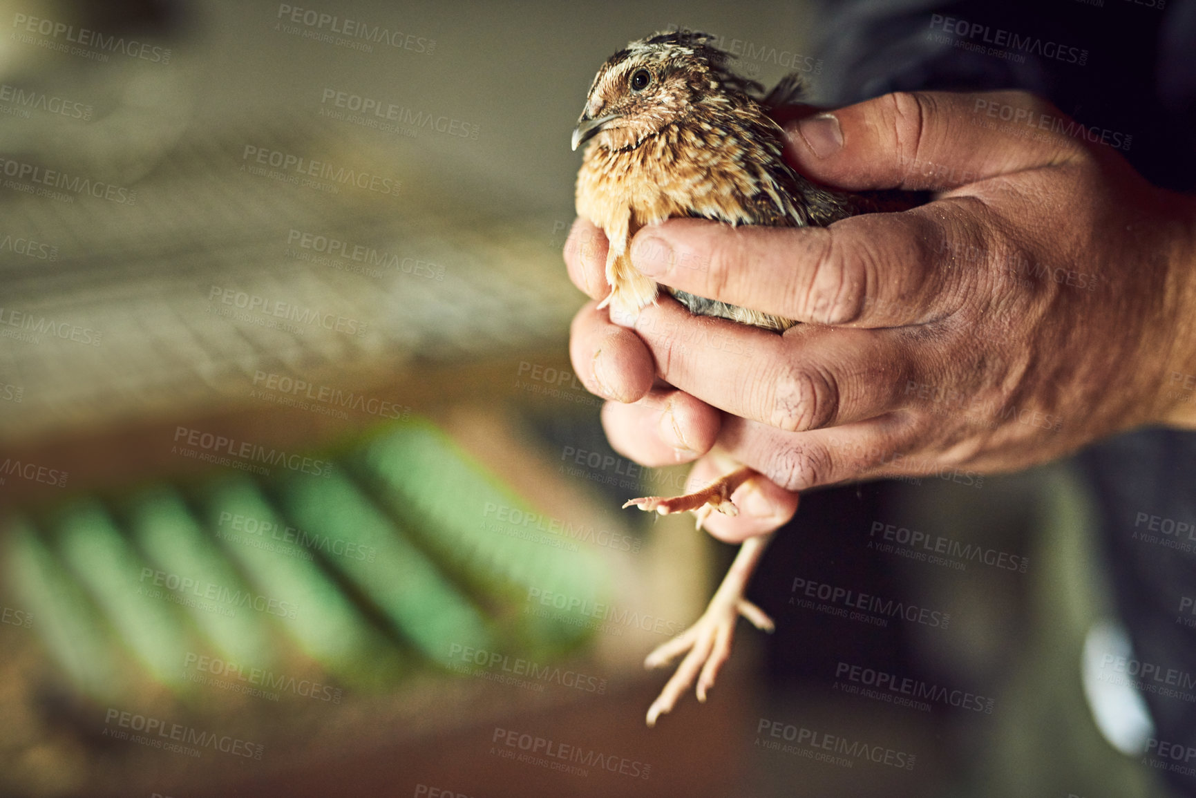 Buy stock photo Person, hands and farmer with bird for nature, animal nuture or growth on farmland or natural ecology. Closeup, creature or agriculture with livestock of feather hen in palms for sustainable farming