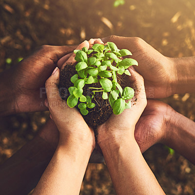 Buy stock photo Closeup, hands and team with plant for ecology, earth day or environment sustainability. Group, soil and people with seedling in fingers for growth, climate change or carbon capture outdoor in nature