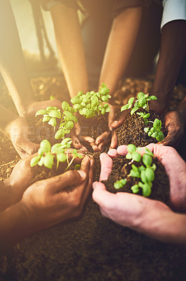 Buy stock photo Closeup, hands and team with plants in nature for ecology, earth or sustainable environment. Group, soil and people with green seedling in fingers for growth, climate change or carbon capture outdoor