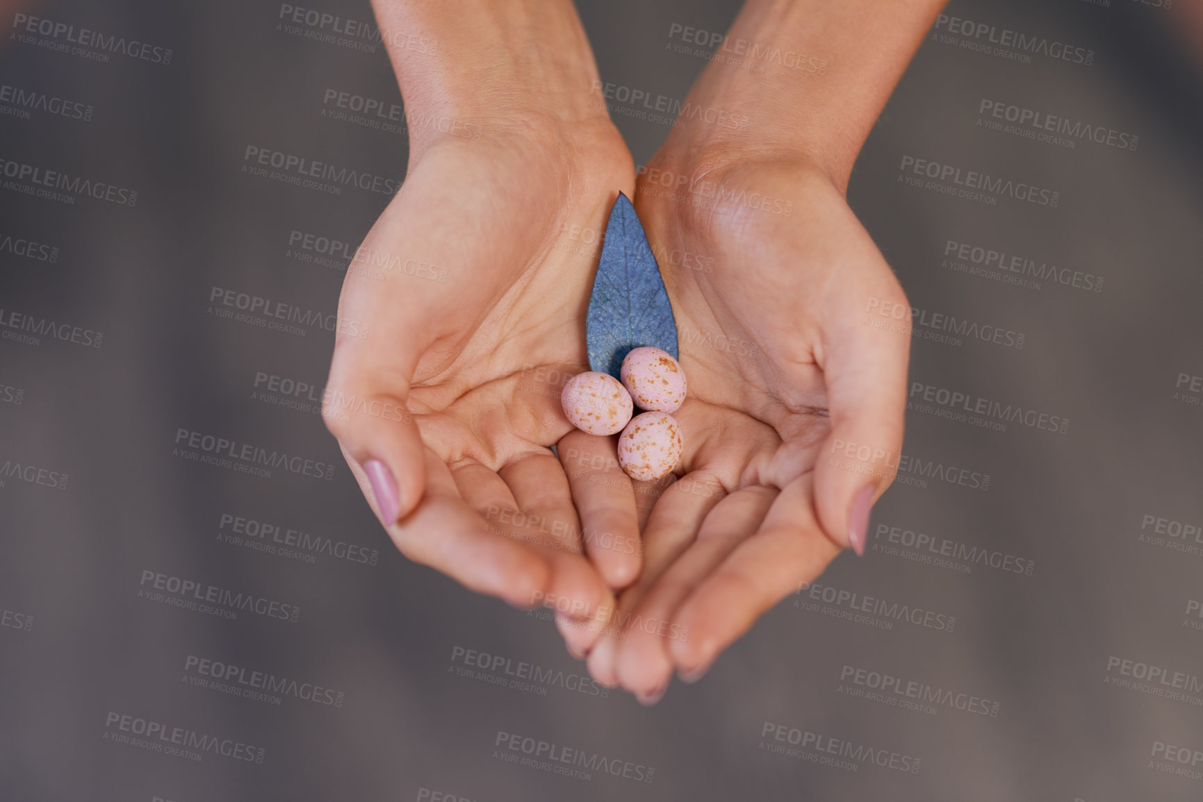 Buy stock photo Shot of an unrecognizable woman holding speckled eggs and a blue leaf against a grey background