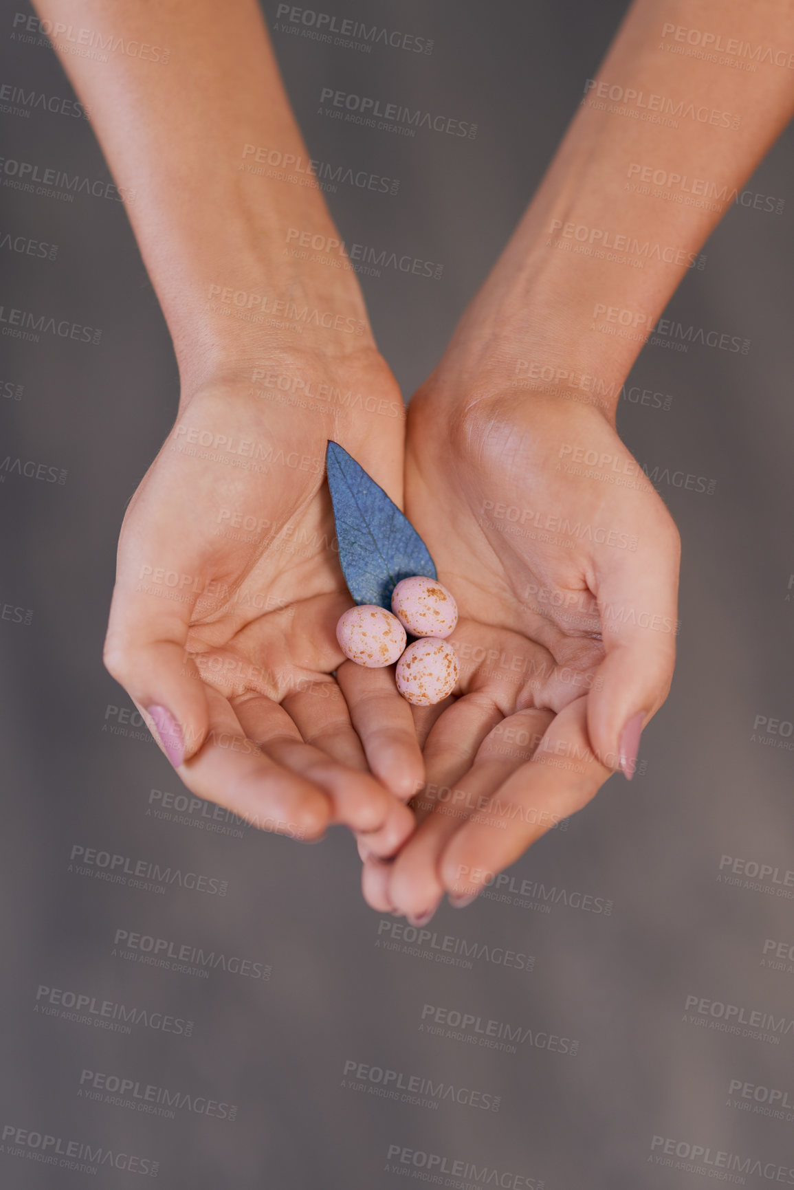 Buy stock photo Shot of an unrecognizable woman holding speckled eggs and a blue leaf against a grey background