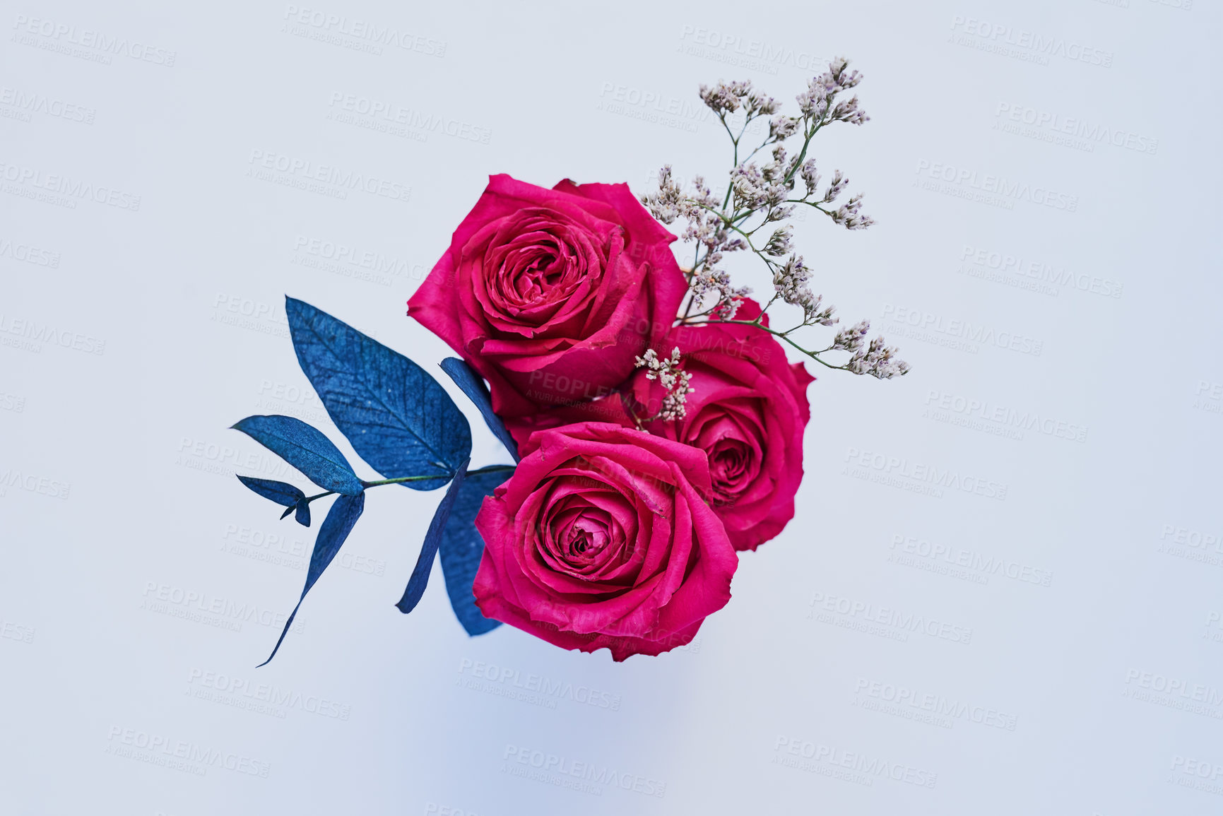 Buy stock photo Pink roses, bouquet and plant with floral surprise and gift for anniversary or valentines day in studio. Petal, flowers and above for engagement present for romance and love with white background