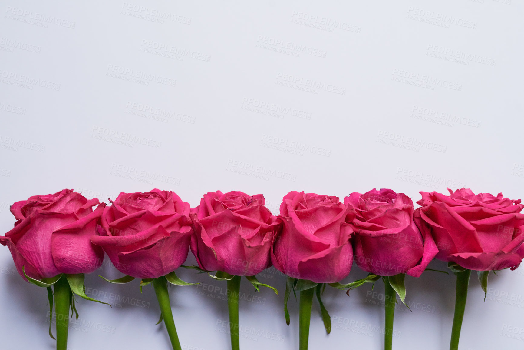 Buy stock photo Studio shot of a bouquet of pink roses lined up next to each other while resting against a grey background