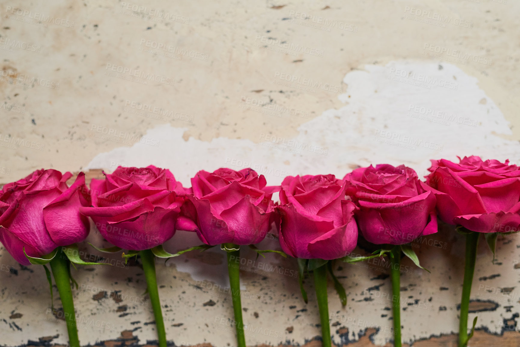 Buy stock photo Pink roses, bouquet and plant with floral surprise and gift for anniversary or valentines day in studio. Mockup space, flowers and row for engagement present for spring and love with wall background