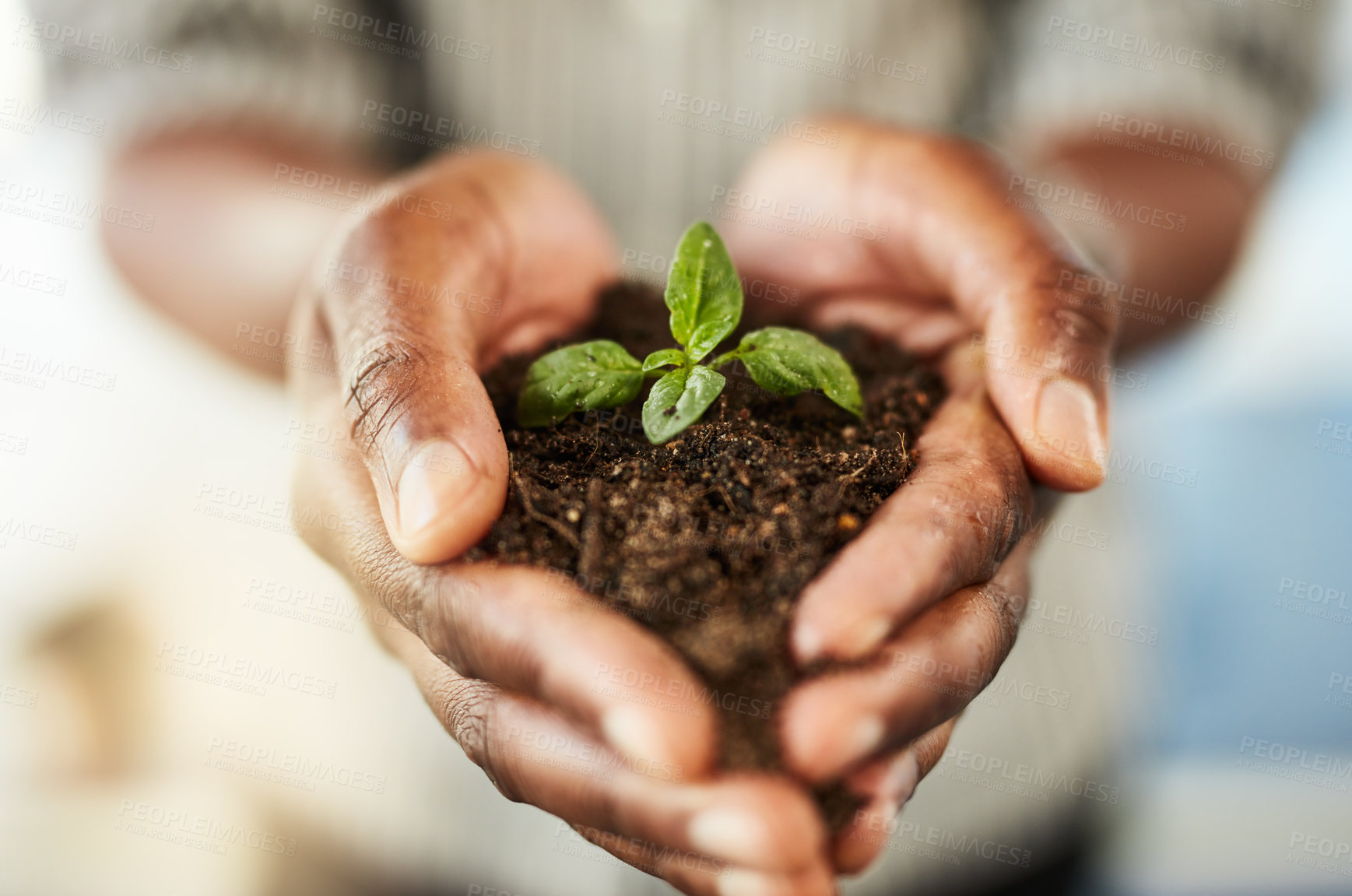 Buy stock photo Cropped shot of hands holding a plant growing out of soil