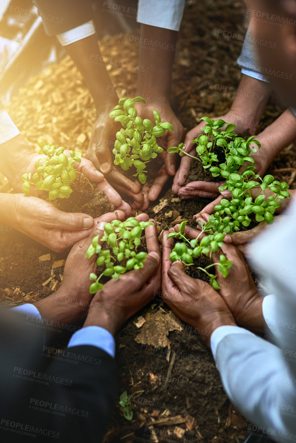 Buy stock photo Plants, hands and group of people for gardening, agriculture or sustainable startup, teamwork and business growth. Palm, plant and women and men above for sustainability, agro project and nonprofit