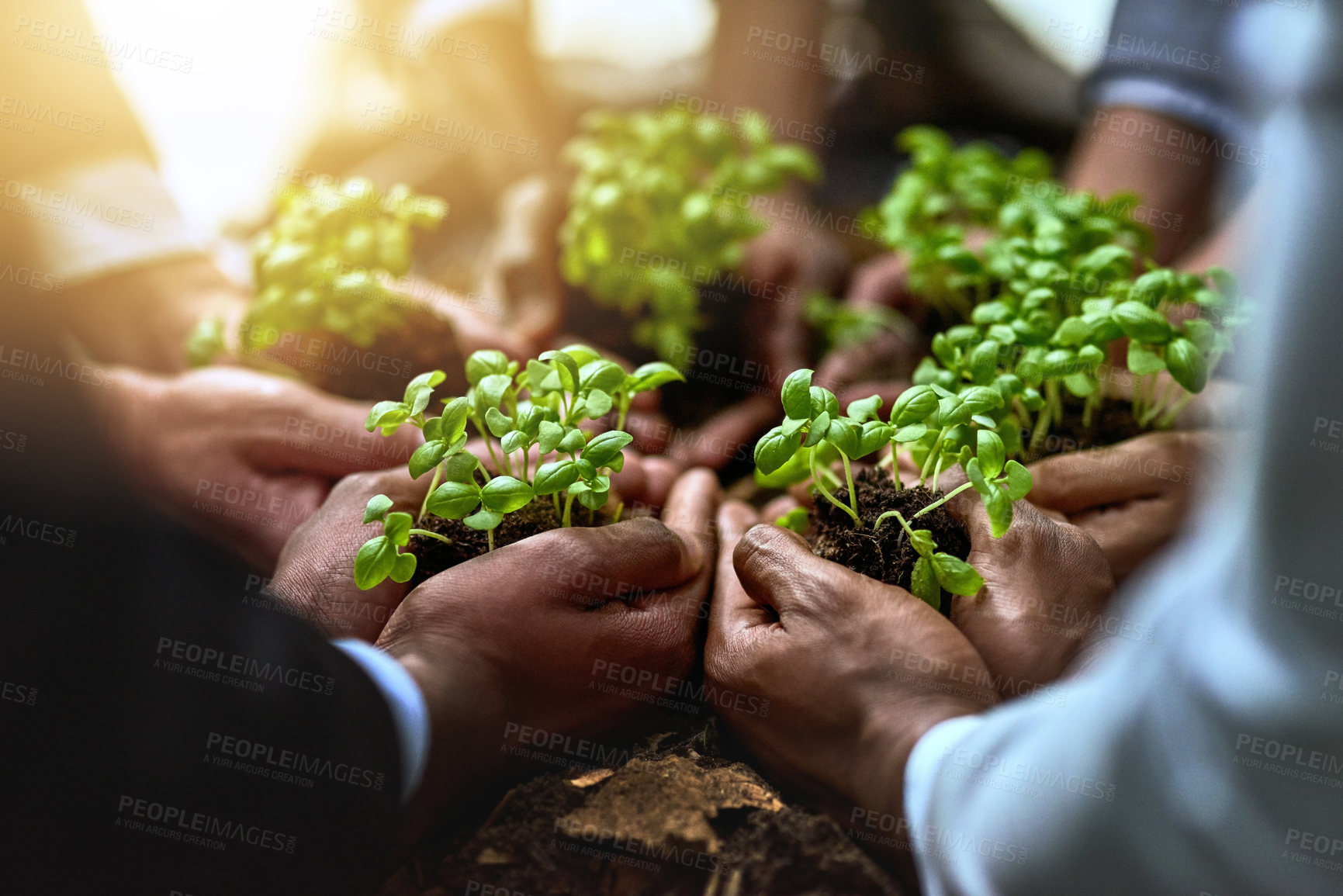 Buy stock photo Plants, hands and group of people for business growth, agriculture or sustainable garden, teamwork and startup. Palm, plant and circle of women and men with sustainability, agro project or investment