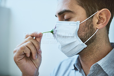 Buy stock photo Spring, mask and man with flower, smell and protection from allergy with clean air on white background. Face, pollen and person in ppe for hayfever, sinuses and relax with fresh breathing in spring