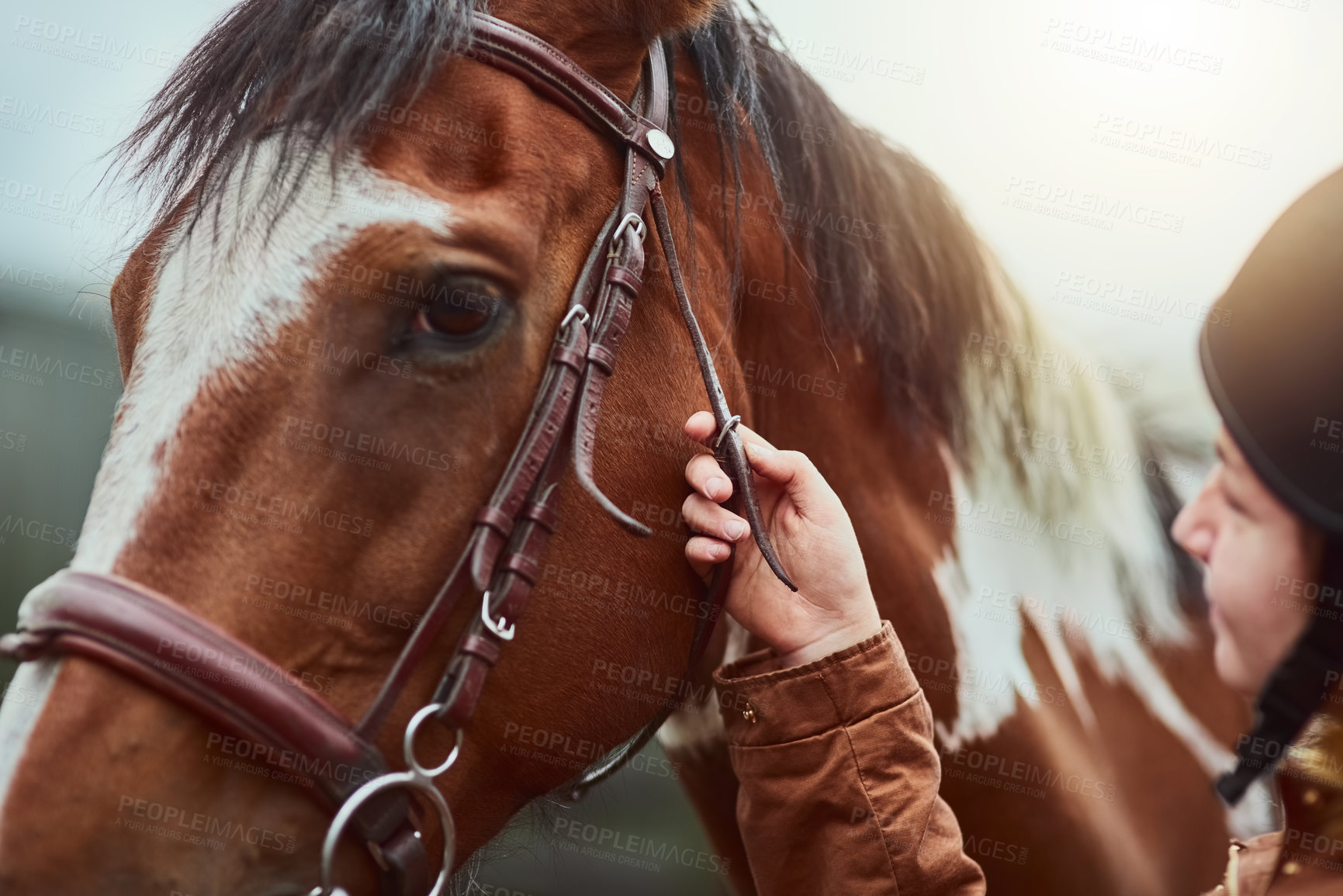 Buy stock photo Horse, prepare and face of a racing animal outdoor with woman hand ready to start training. Horses, countryside and pet of a female person holding onto rein for riding and equestrian sport exercise