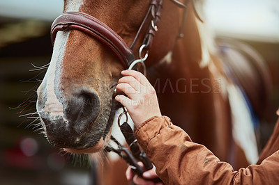 Buy stock photo Horse, hand prepare and nose of a racing animal outdoor with woman ready to start training. Horses, countryside and pet of a female person holding onto rein for riding and equestrian sport exercise