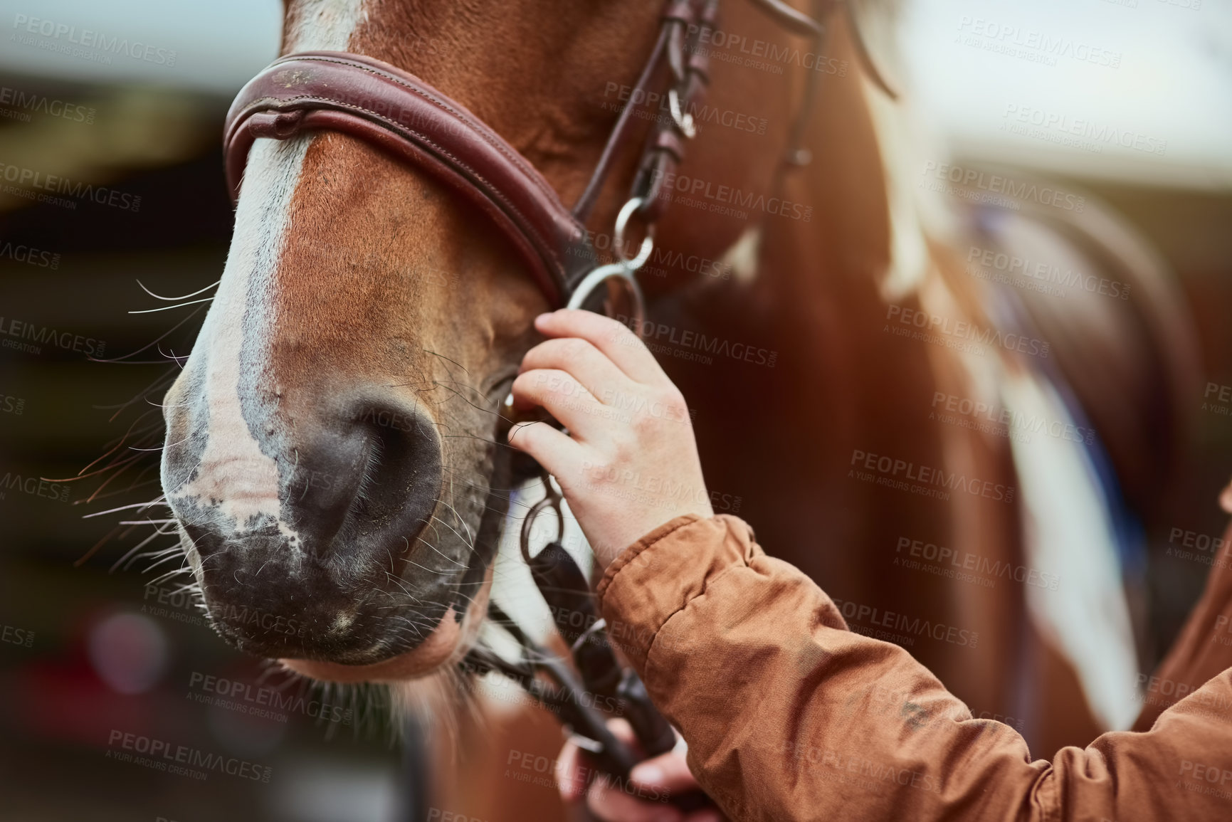 Buy stock photo Horse, hand prepare and nose of a racing animal outdoor with woman ready to start training. Horses, countryside and pet of a female person holding onto rein for riding and equestrian sport exercise