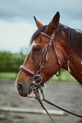 Buy stock photo Horse, animal and farm with nature for riding sport, countryside agriculture and equestrian development. Pet, stallion and farming environment for training, practice hobby and ranch vacation outdoor