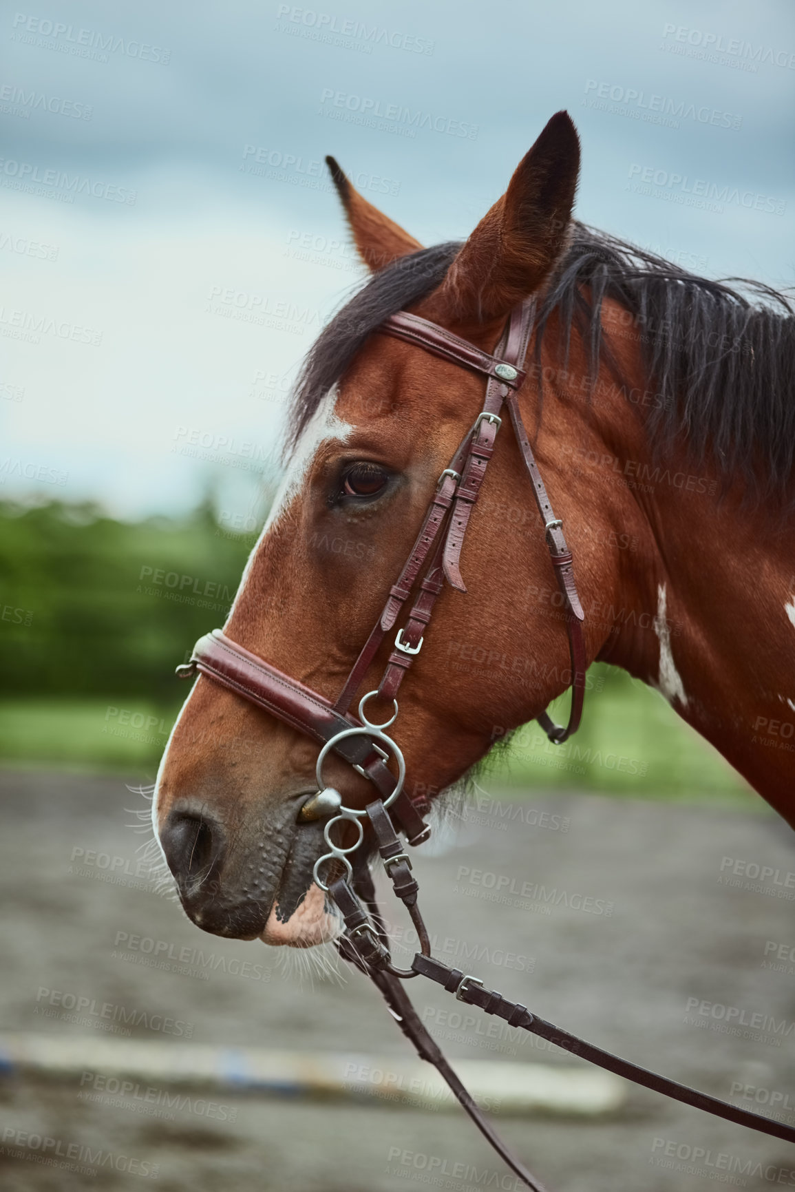 Buy stock photo Horse, animal and farm with nature for riding sport, countryside agriculture and equestrian development. Pet, stallion and farming environment for training, practice hobby and ranch vacation outdoor