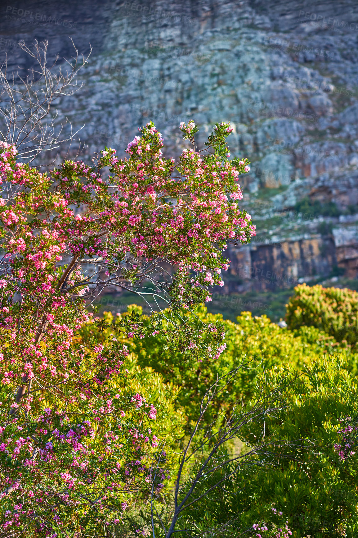 Buy stock photo Flowers, mountain and trees for peace in nature, sustainable environment and oxygen production on trip. Travel, rock and plants for calm on vacation in countryside, ecology leaves and New Zealand