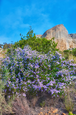 Buy stock photo Flowers, mountain and outdoor for peace in nature, sustainable environment and oxygen production on trip. Travel, rock and plants for calm on vacation in countryside, ecology leaves and New Zealand