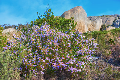 Buy stock photo Mountain flowers - Table Mountain National Park