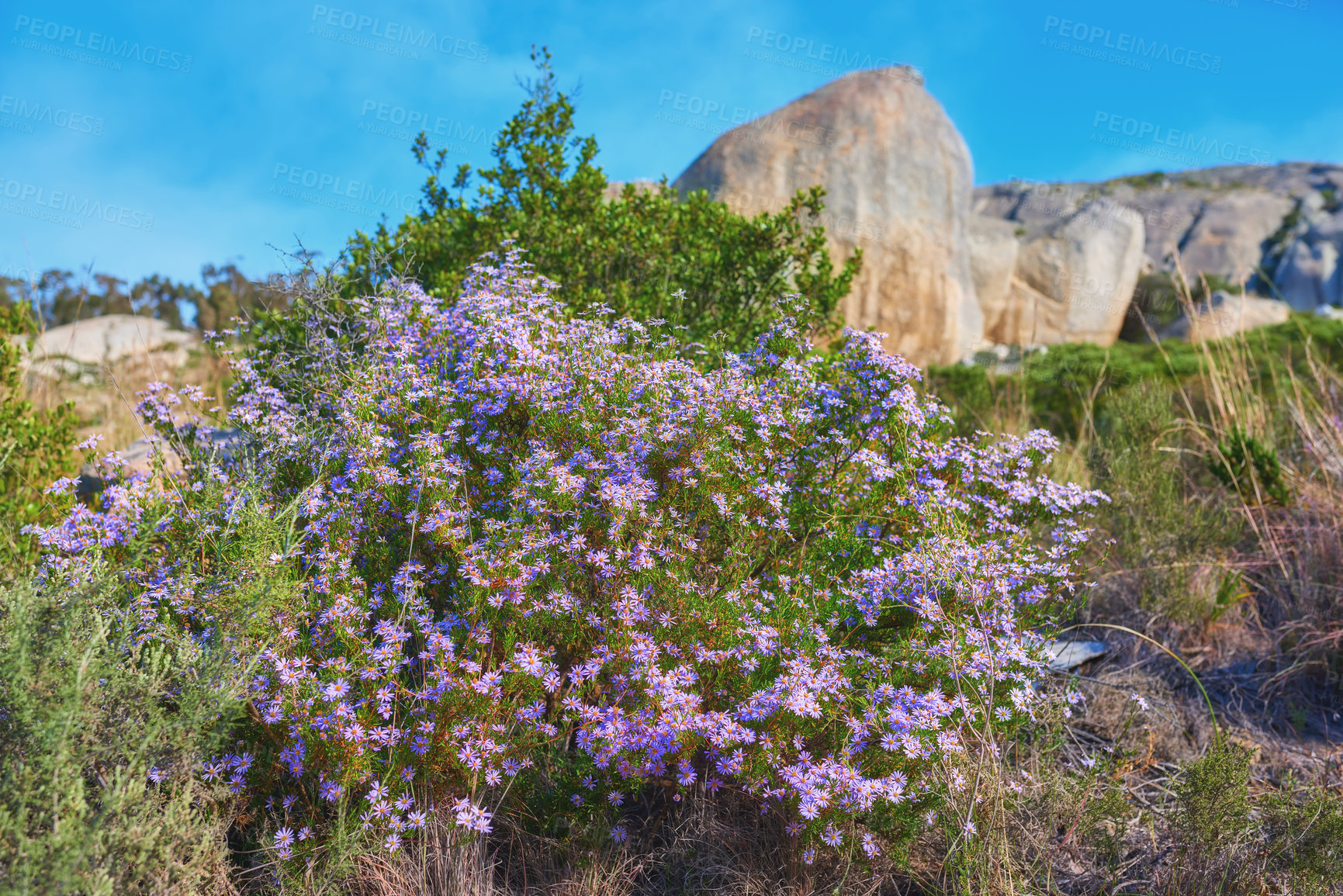 Buy stock photo Mountain flowers - Table Mountain National Park