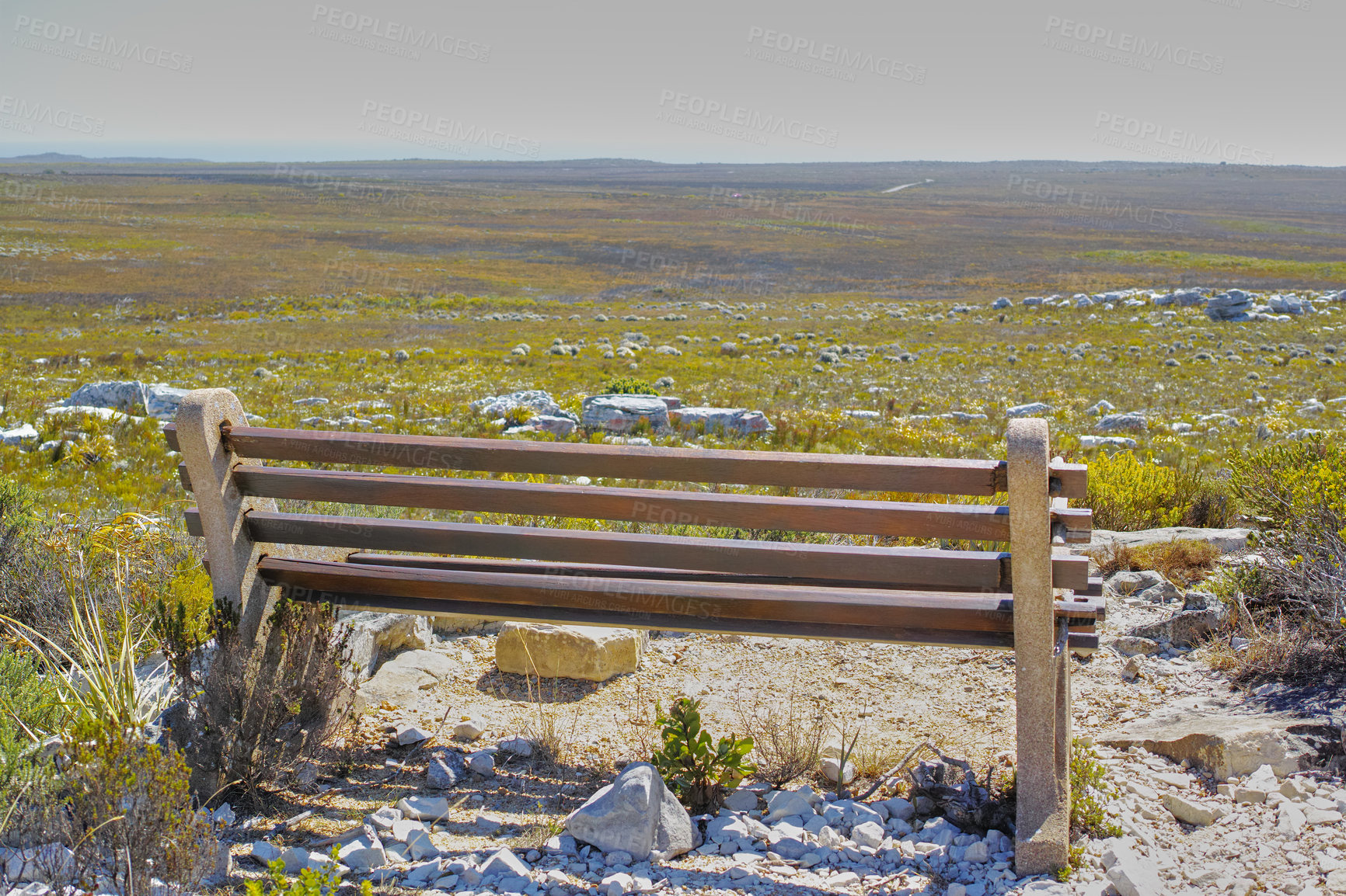 Buy stock photo Mountain flowers - Table Mountain National Park