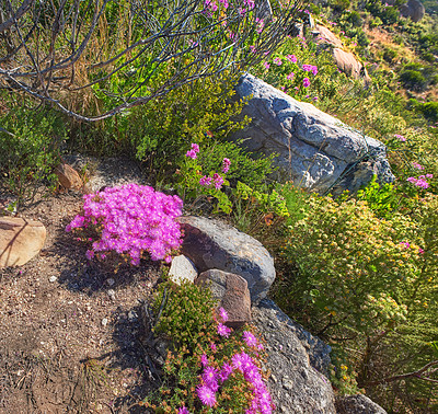 Buy stock photo Mountain flowers - Table Mountain National Park