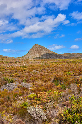 Buy stock photo The wilderness of Cape Point National Park. Copy space with the scenery of Lions Head at Table Mountain National Park in Cape Town against a cloudy blue sky background. A scenic view. 