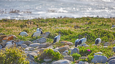 Buy stock photo Flock of white ibis birds standing on lush green grass on the wetlands of Cape Point National Park, South Africa with copy space. Flora shrubs and wildlife in nature reserve, lake or river in summer