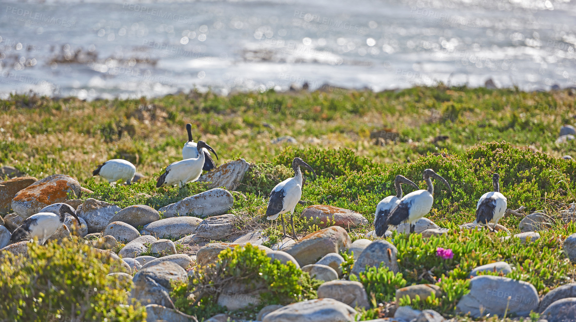 Buy stock photo Flock of white ibis birds standing on lush green grass on the wetlands of Cape Point National Park, South Africa with copy space. Flora shrubs and wildlife in nature reserve, lake or river in summer