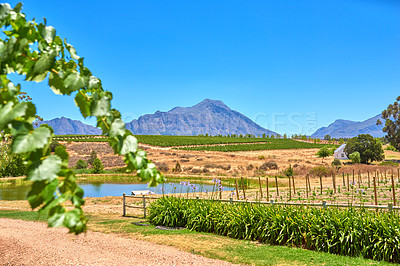 Buy stock photo Photo from wineyards of the Stellenbosch district  , Western Cape Province, South Africa.