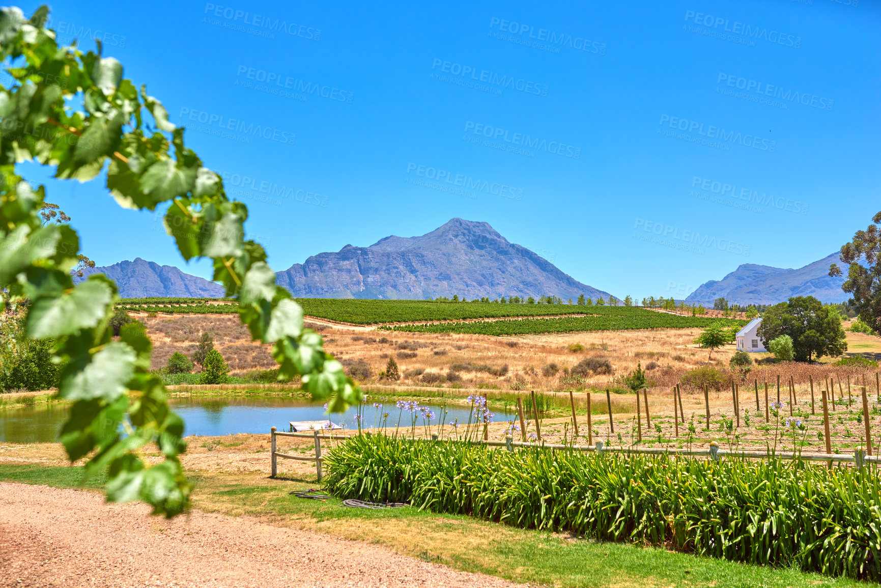 Buy stock photo Photo from wineyards of the Stellenbosch district  , Western Cape Province, South Africa.