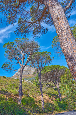 Buy stock photo Scenic landscape of Lions Head at Table Mountain National Park in Cape Town South Africa against a blue sky background with trees growing around. Panoramic of an iconic and famous natural landmark

