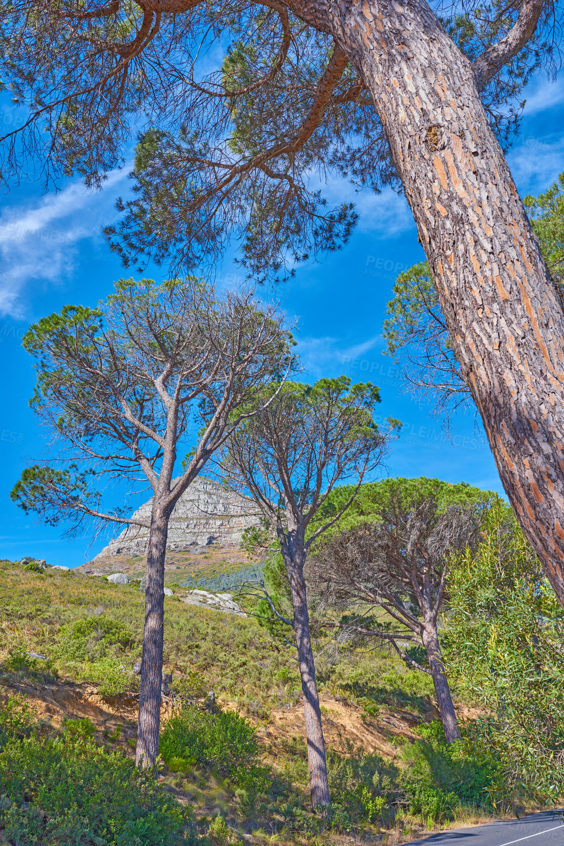 Buy stock photo Scenic landscape of Lions Head at Table Mountain National Park in Cape Town South Africa against a blue sky background with trees growing around. Panoramic of an iconic and famous natural landmark
