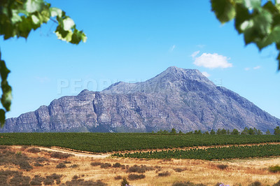 Buy stock photo Photo from wineyards of the Stellenbosch district  , Western Cape Province, South Africa.