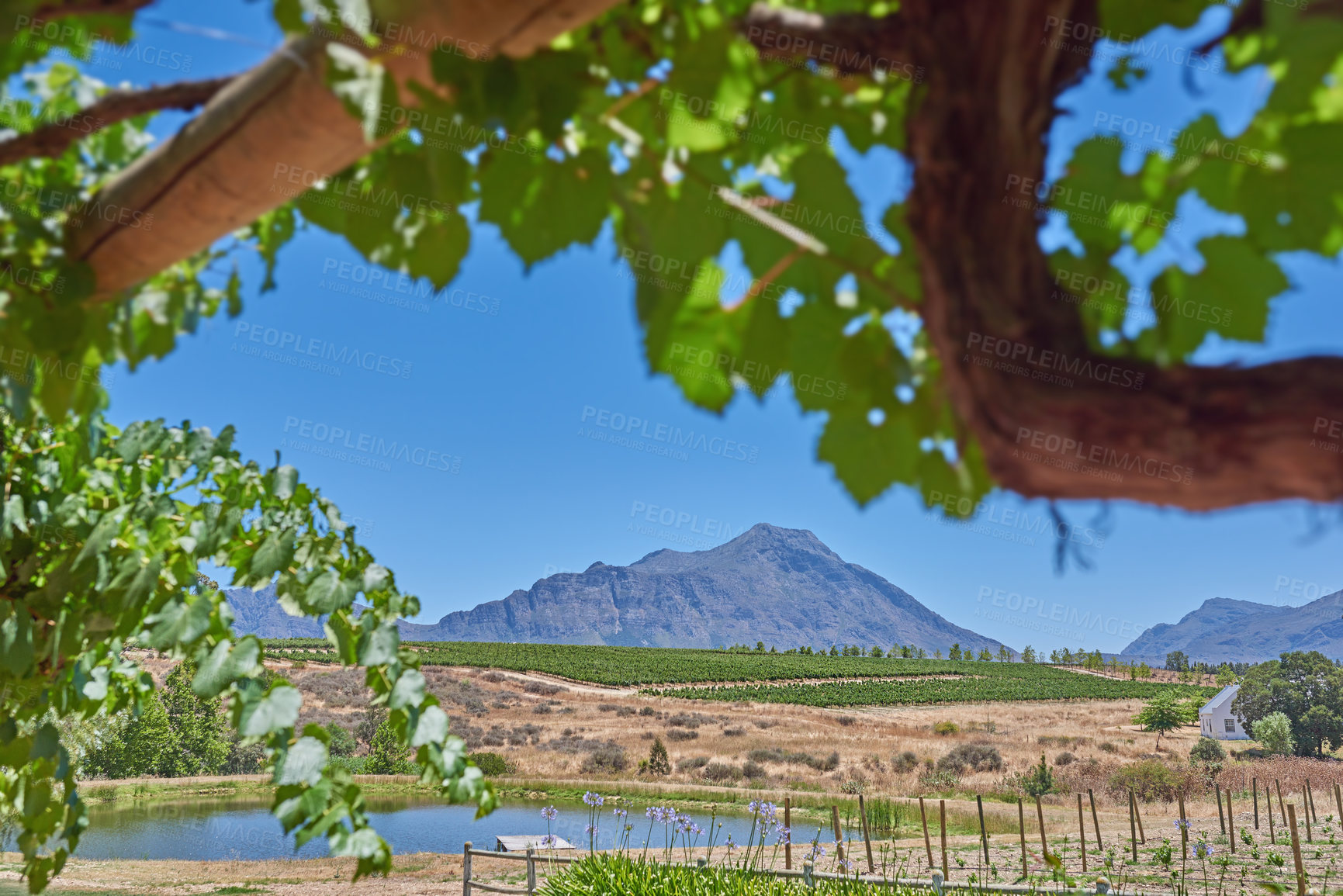 Buy stock photo Farm, mountains and vineyard with plants in nature, sustainable and environment with growth by river. Grape trees, winery and eco with agro business for alcohol, agriculture and landscape in Italy