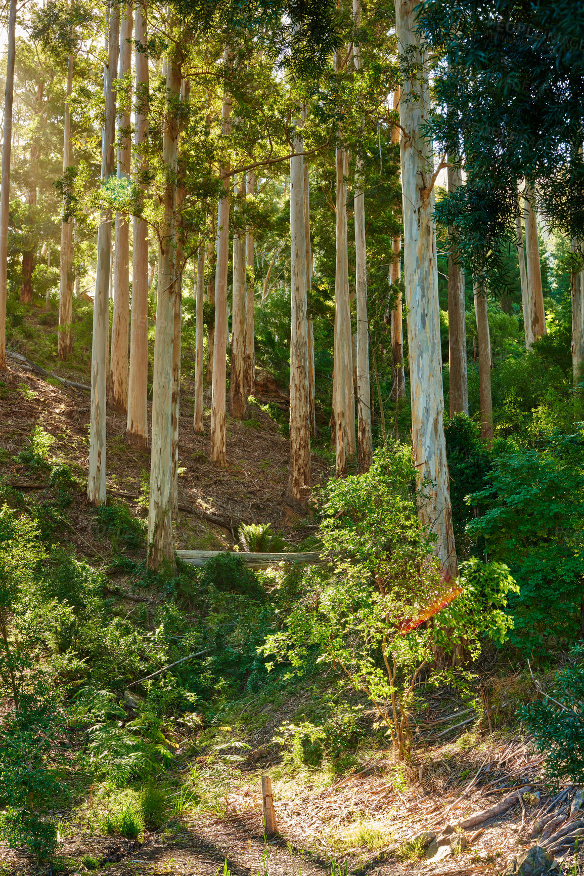 Buy stock photo Mountain trail - Table Mountain National Park