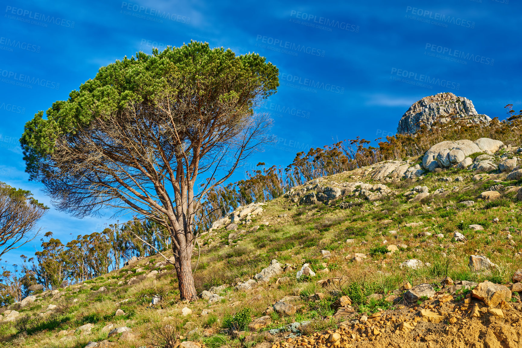 Buy stock photo Scenic landscape of a remote nature location with trees and lush green grass on a rocky and rough terrain with a blue sky. Lions Head, Table Mountain National Park, Cape Town, South Africa 