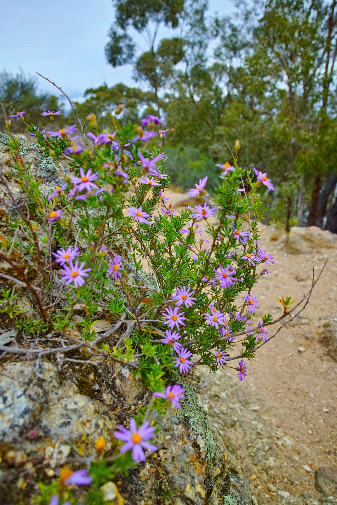 Buy stock photo Mountain trail - Table Mountain National Park