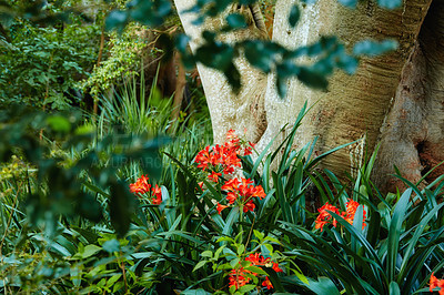 Buy stock photo Orange Clivia Flowering Plant in Spring. Clivia miniata orange blur background defocused. Tropical jungle rainforest atmosphere. Natural garden vivid fresh juicy greenery with a beautiful background.