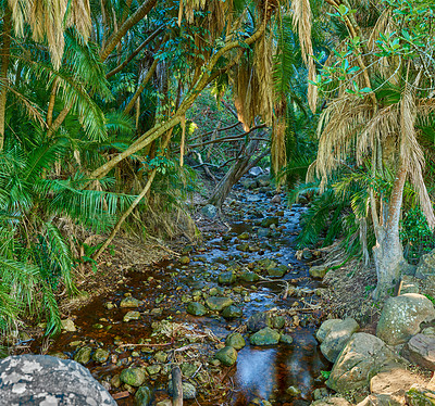 Buy stock photo Tropical rain forest - Africa