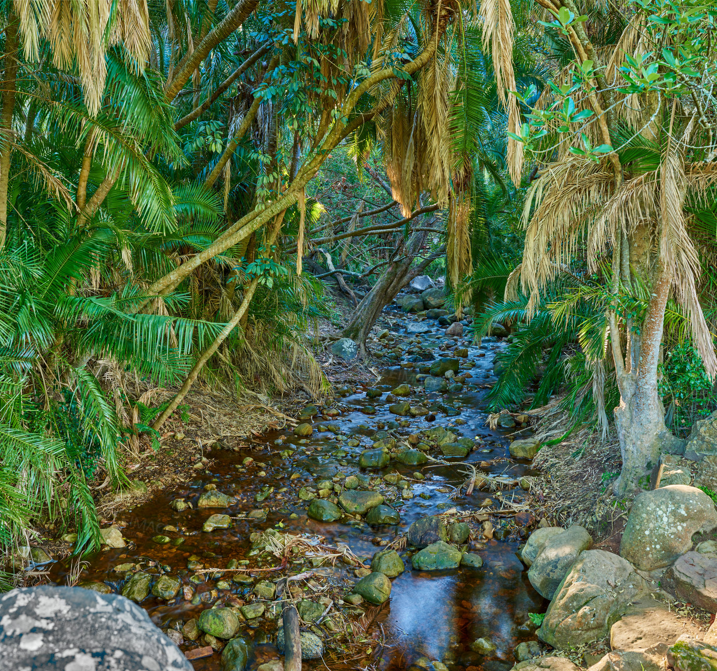 Buy stock photo Tropical rain forest - Africa